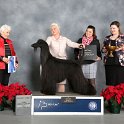 Hound Group: GCHP CH Sunlit's King Of Queens, Afghan Hound Hound Group: GCHP CH Sunlit's King Of Queens, Afghan Hound